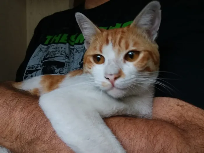 Gato ra a SRD-ViraLata idade 2 anos nome Nino