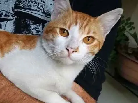 Gato ra a SRD-ViraLata idade 2 anos nome Nino