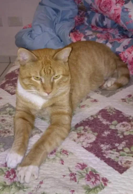 Gato ra a SRD-ViraLata idade 2 anos nome Ralf