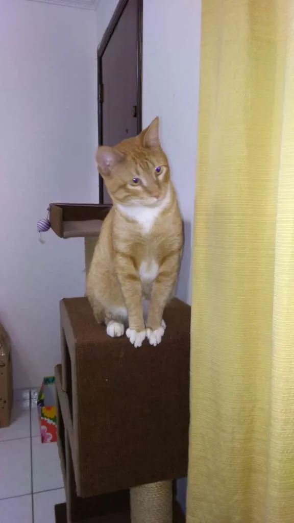Gato ra a SRD-ViraLata idade 2 anos nome Ralf
