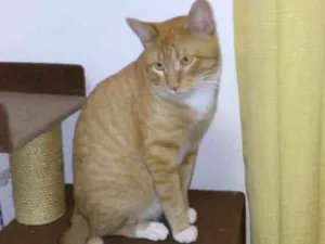 Gato raça SRD-ViraLata idade 2 anos nome Ralf