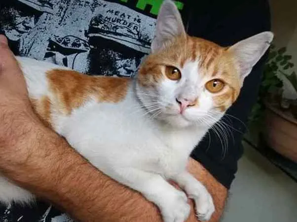 Gato ra a SRD-ViraLata idade 2 anos nome Nino