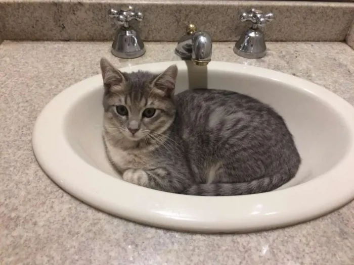 Gato ra a SRD-ViraLata idade 2 a 6 meses nome Lindinha