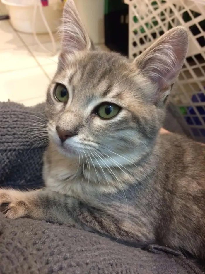 Gato ra a SRD-ViraLata idade 2 a 6 meses nome Lindinha