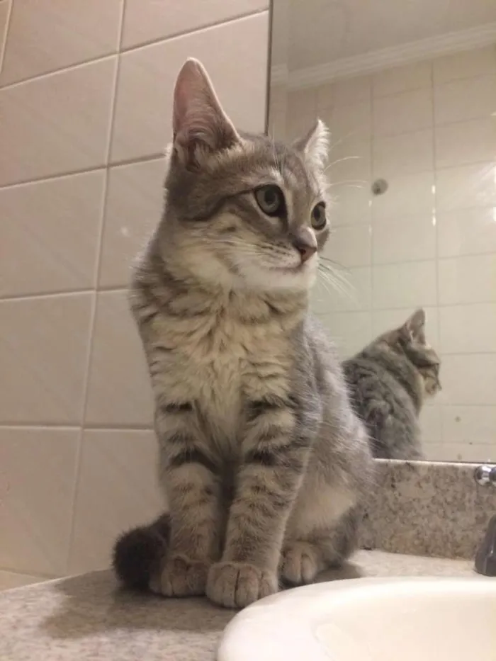 Gato ra a SRD-ViraLata idade 2 a 6 meses nome Lindinha