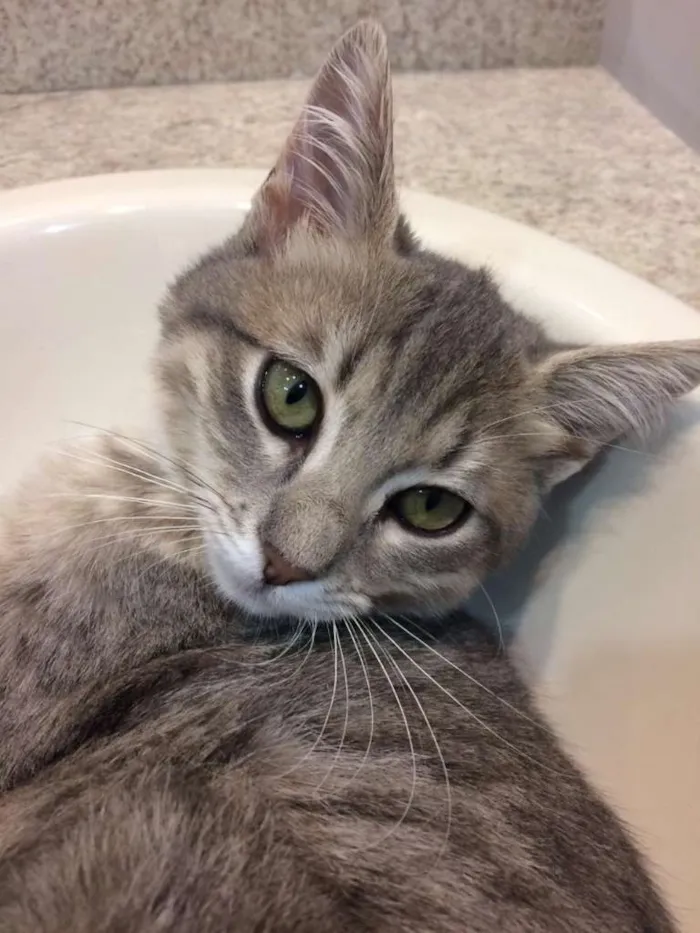 Gato ra a SRD-ViraLata idade 2 a 6 meses nome Lindinha