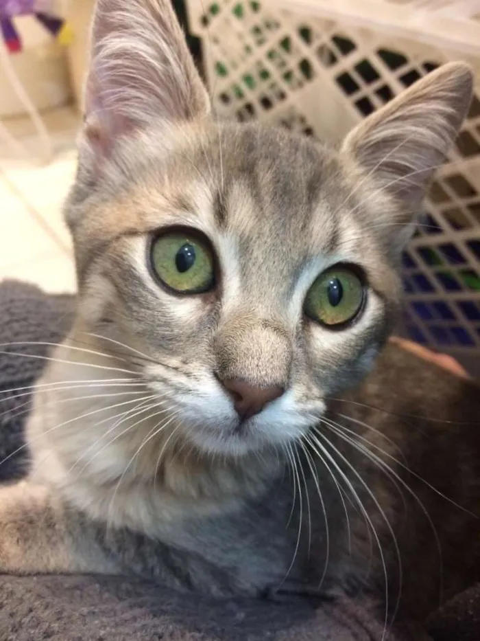 Gato ra a SRD-ViraLata idade 2 a 6 meses nome Lindinha