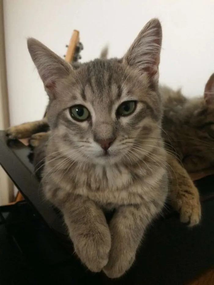 Gato ra a SRD-ViraLata idade 2 a 6 meses nome Lindinha