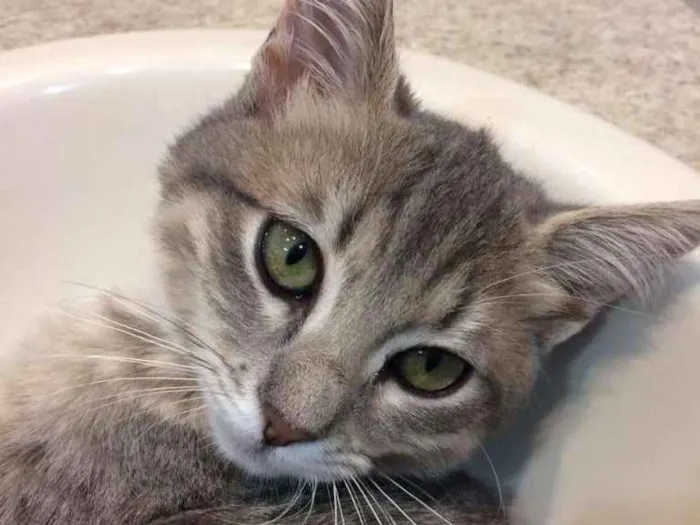Gato ra a SRD-ViraLata idade 2 a 6 meses nome Lindinha