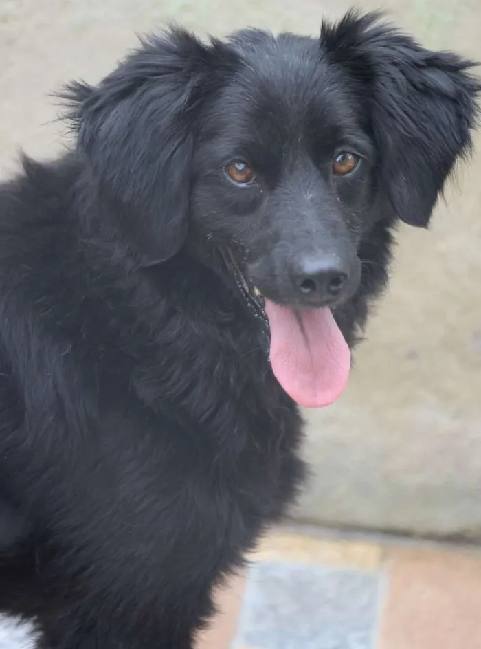 Cachorro ra a  idade  nome Isis