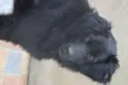 Isis