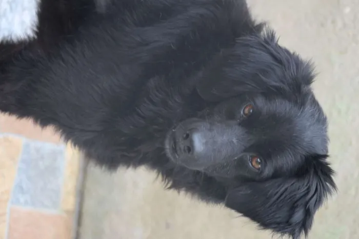 Cachorro ra a  idade  nome Isis