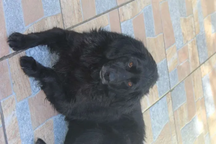 Cachorro ra a  idade  nome Isis
