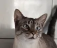 Greta