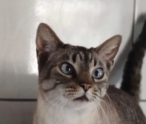 Gato ra a SRD-ViraLata idade 3 anos nome Greta