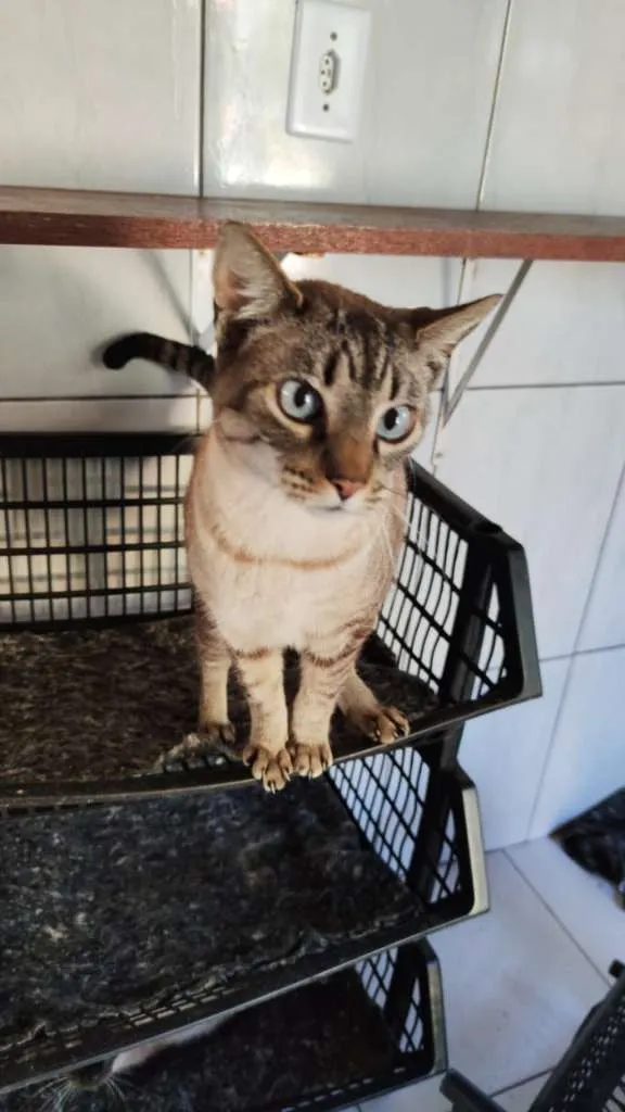Gato ra a SRD-ViraLata idade 3 anos nome Greta