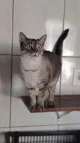 Greta