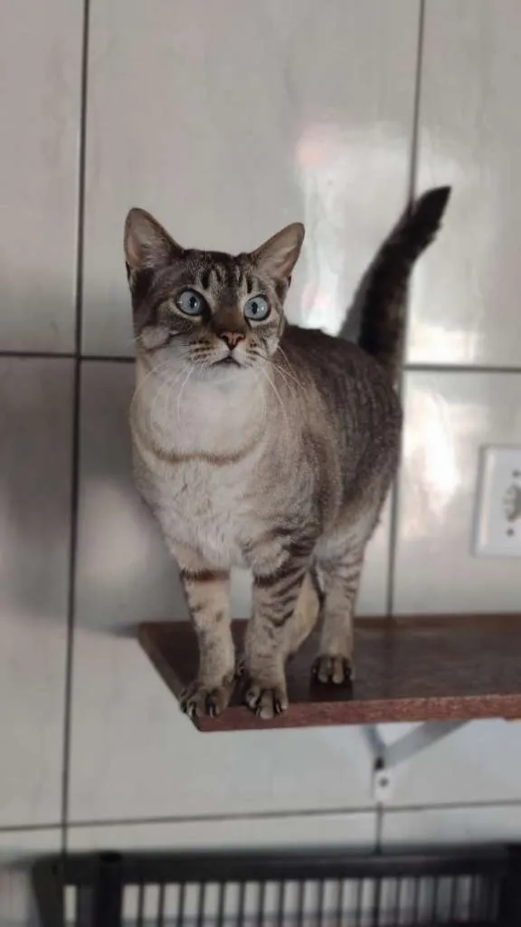 Gato ra a SRD-ViraLata idade 3 anos nome Greta