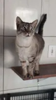 Greta