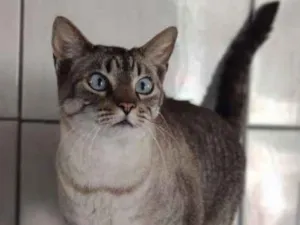 Gato raça SRD-ViraLata idade 3 anos nome Greta
