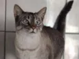 Greta