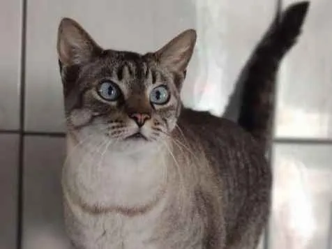 Gato ra a SRD-ViraLata idade 3 anos nome Greta