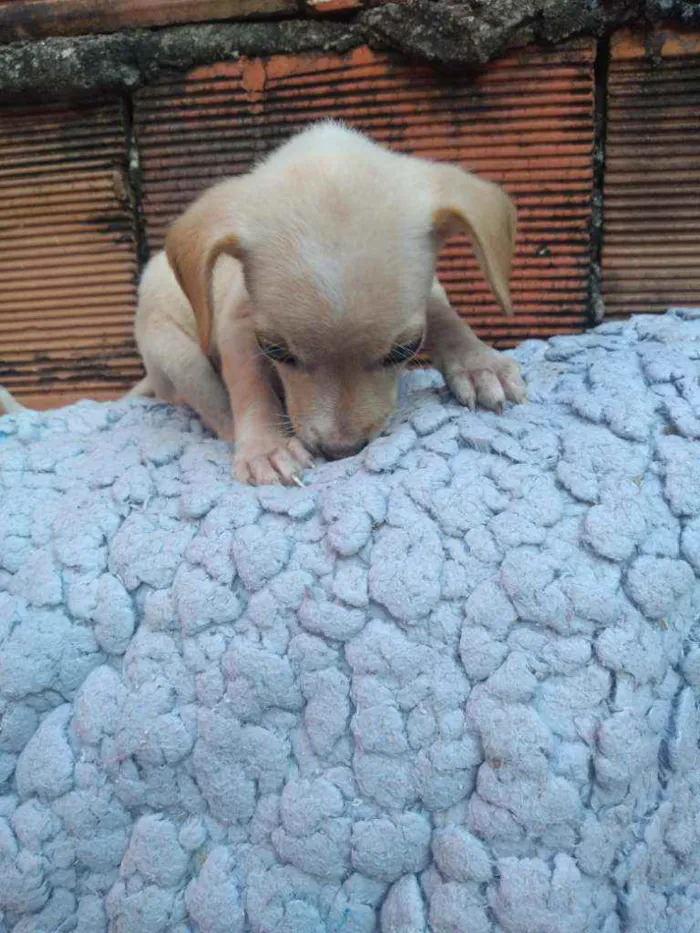 Cachorro raça Não definda idade 2 a 6 meses nome Akira