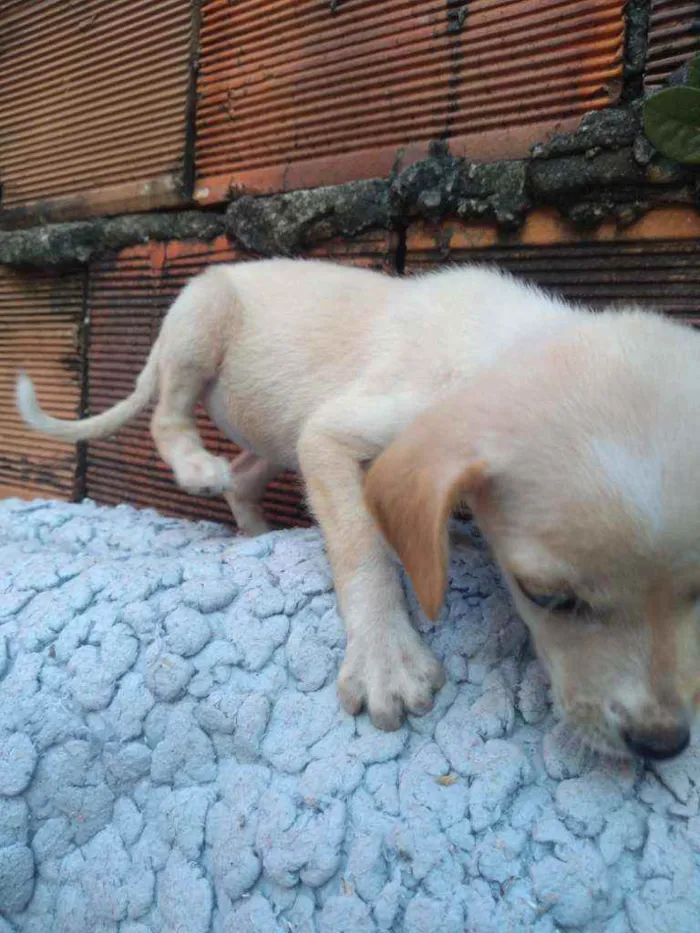 Cachorro raça Não definda idade 2 a 6 meses nome Akira