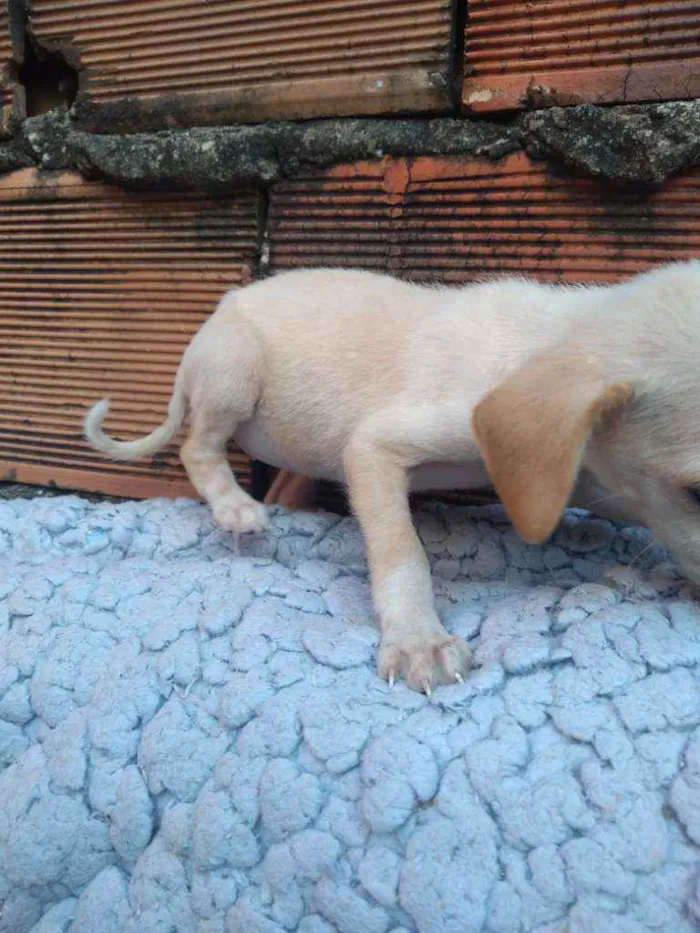 Cachorro raça Não definda idade 2 a 6 meses nome Akira