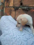 Akira
