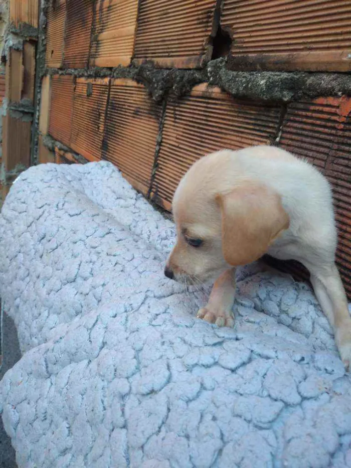Cachorro raça Não definda idade 2 a 6 meses nome Akira
