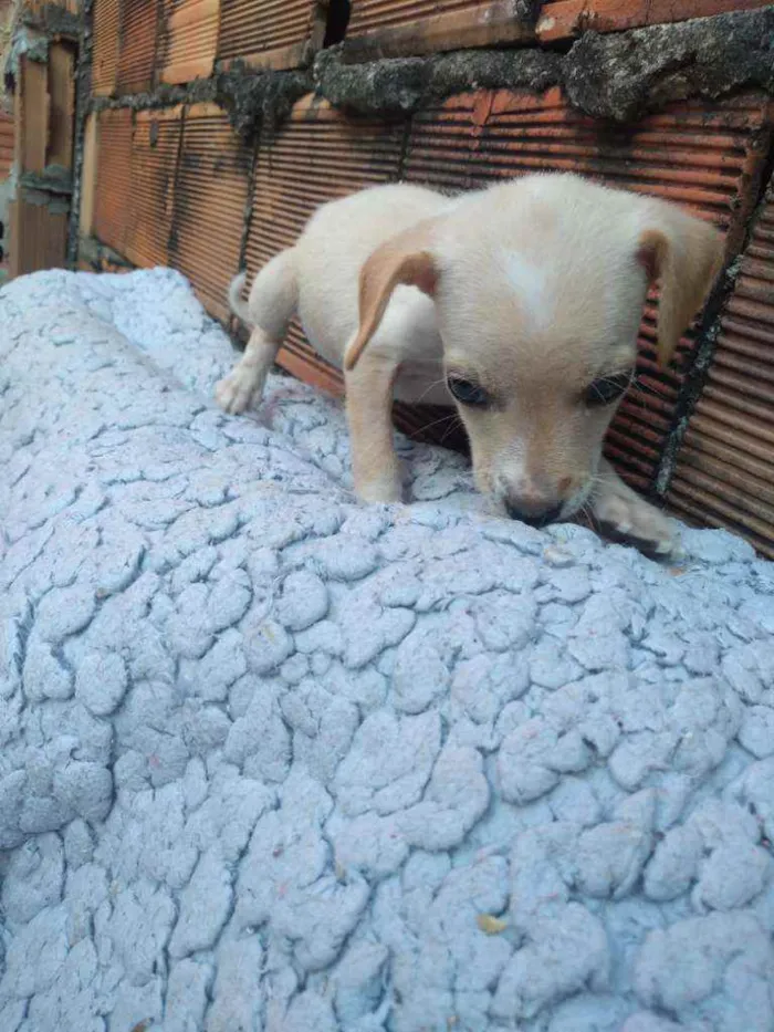 Cachorro raça Não definda idade 2 a 6 meses nome Akira