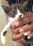 Bebês