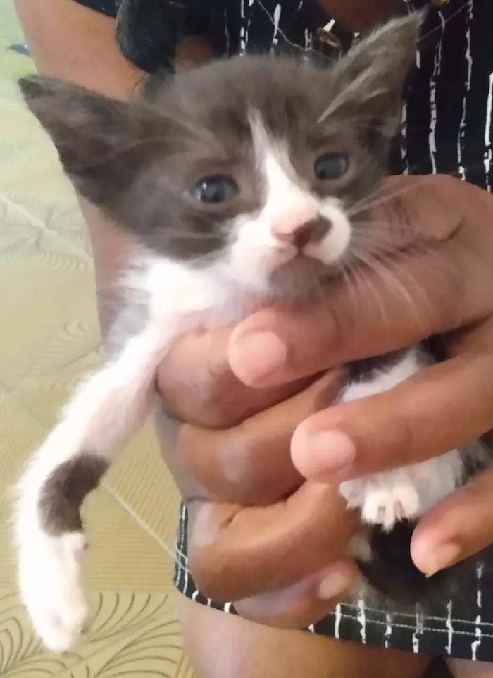 Gato raça SRD idade Abaixo de 2 meses nome Bebês