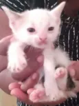 Bebês