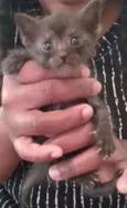 Bebês