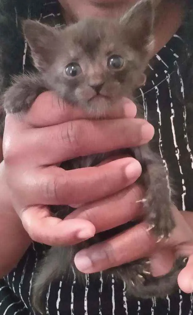 Gato raça SRD idade Abaixo de 2 meses nome Bebês