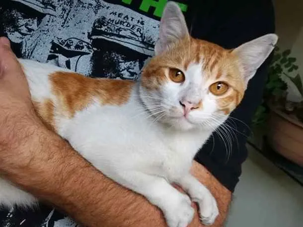 Gato ra a SRD-ViraLata idade 2 anos nome Nino