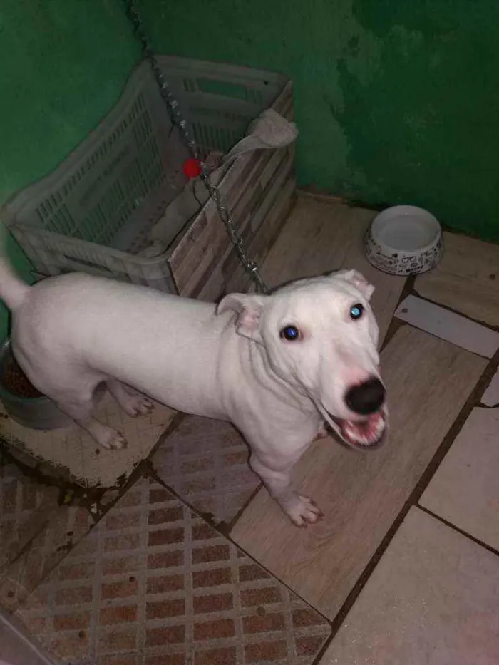 Cachorro ra a SRD idade 2 a 6 meses nome Tony