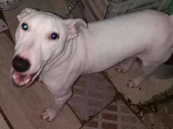 Cachorro ra a SRD idade 2 a 6 meses nome Tony