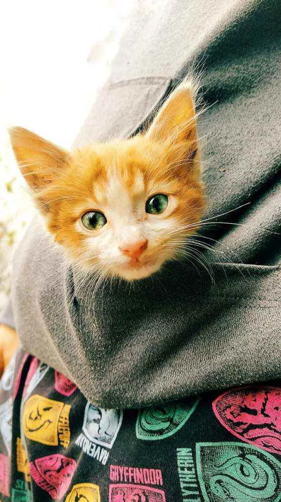 Gato ra a  idade Abaixo de 2 meses nome Não tem.