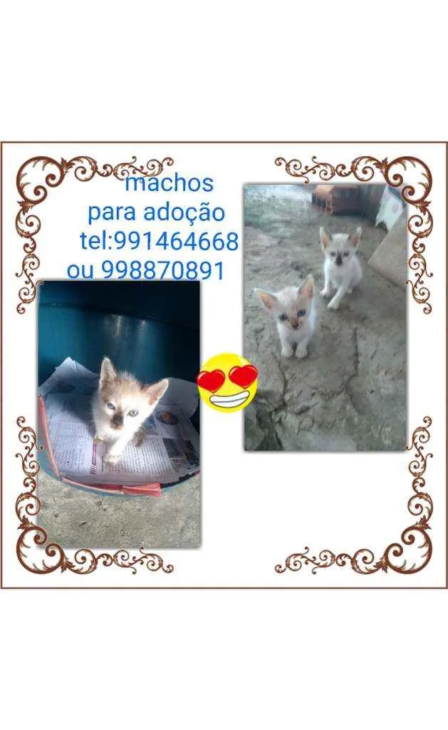 Gato raça Srd idade Abaixo de 2 meses nome Filhotes