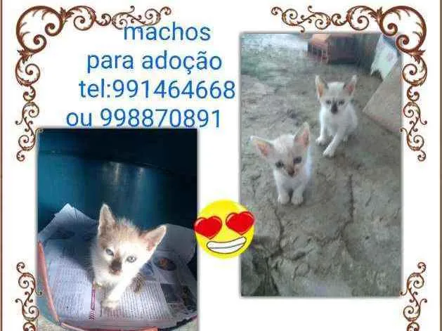 Gato raça Srd idade Abaixo de 2 meses nome Filhotes
