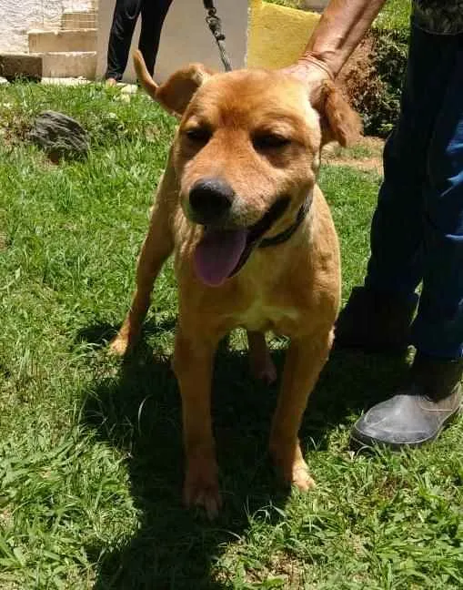 Cachorro ra a Vira lata  idade 5 anos nome Neymar 