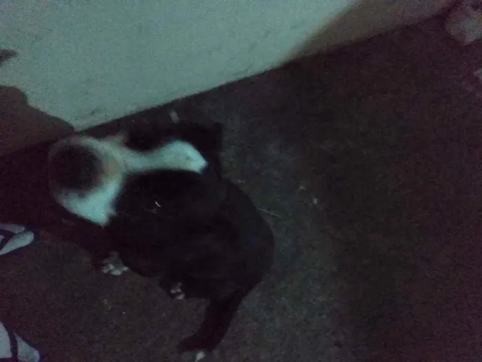 Cachorro ra a Pitbull idade 4 anos nome Sem nome