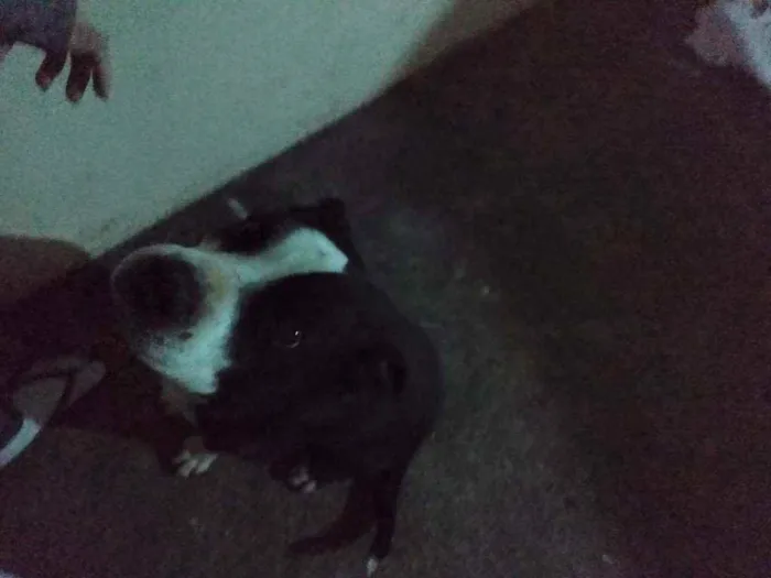 Cachorro ra a Pitbull idade 4 anos nome Sem nome