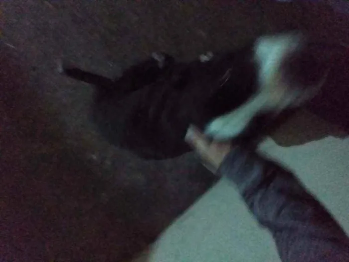 Cachorro ra a Pitbull idade 4 anos nome Sem nome