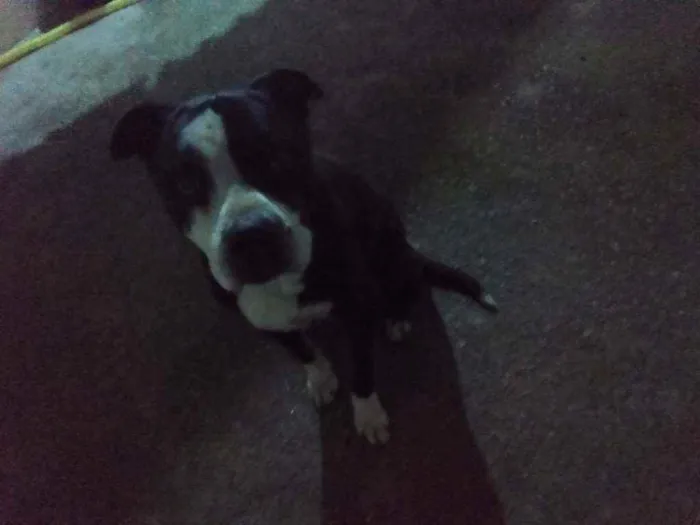 Cachorro ra a Pitbull idade 4 anos nome Sem nome