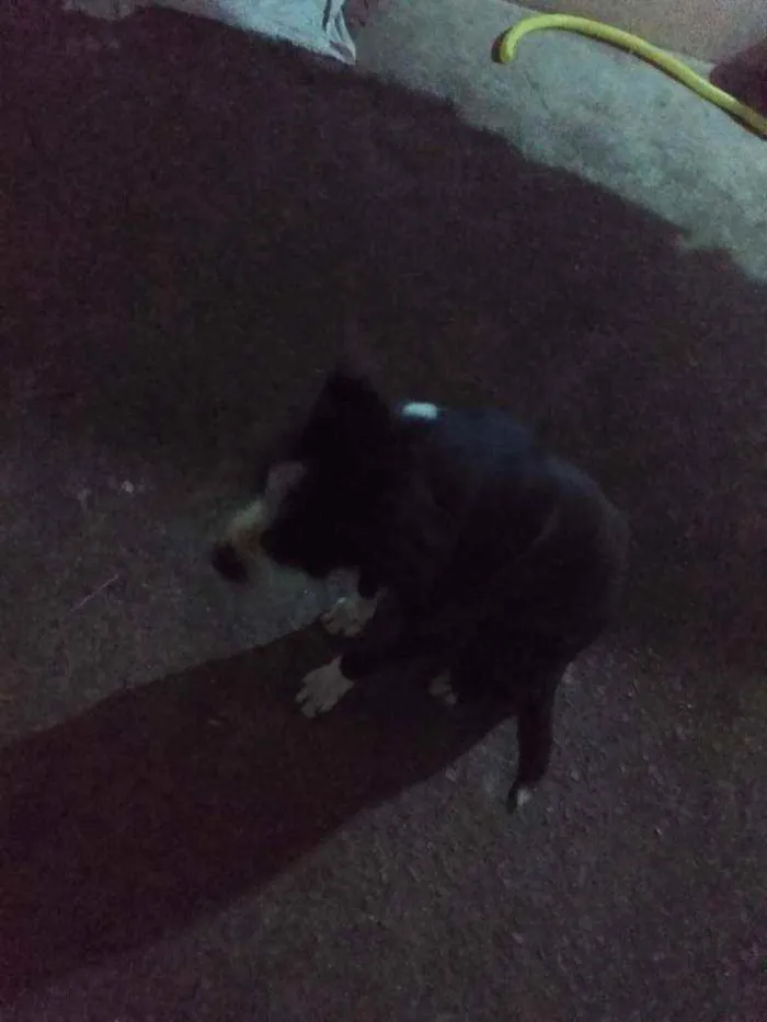 Cachorro ra a Pitbull idade 4 anos nome Sem nome