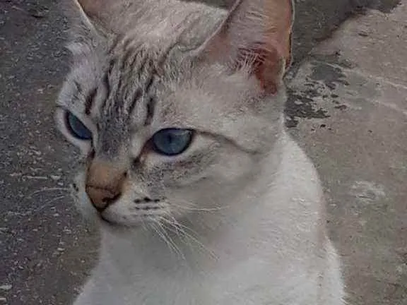 Gato ra a Mistisa idade 4 anos nome Mel